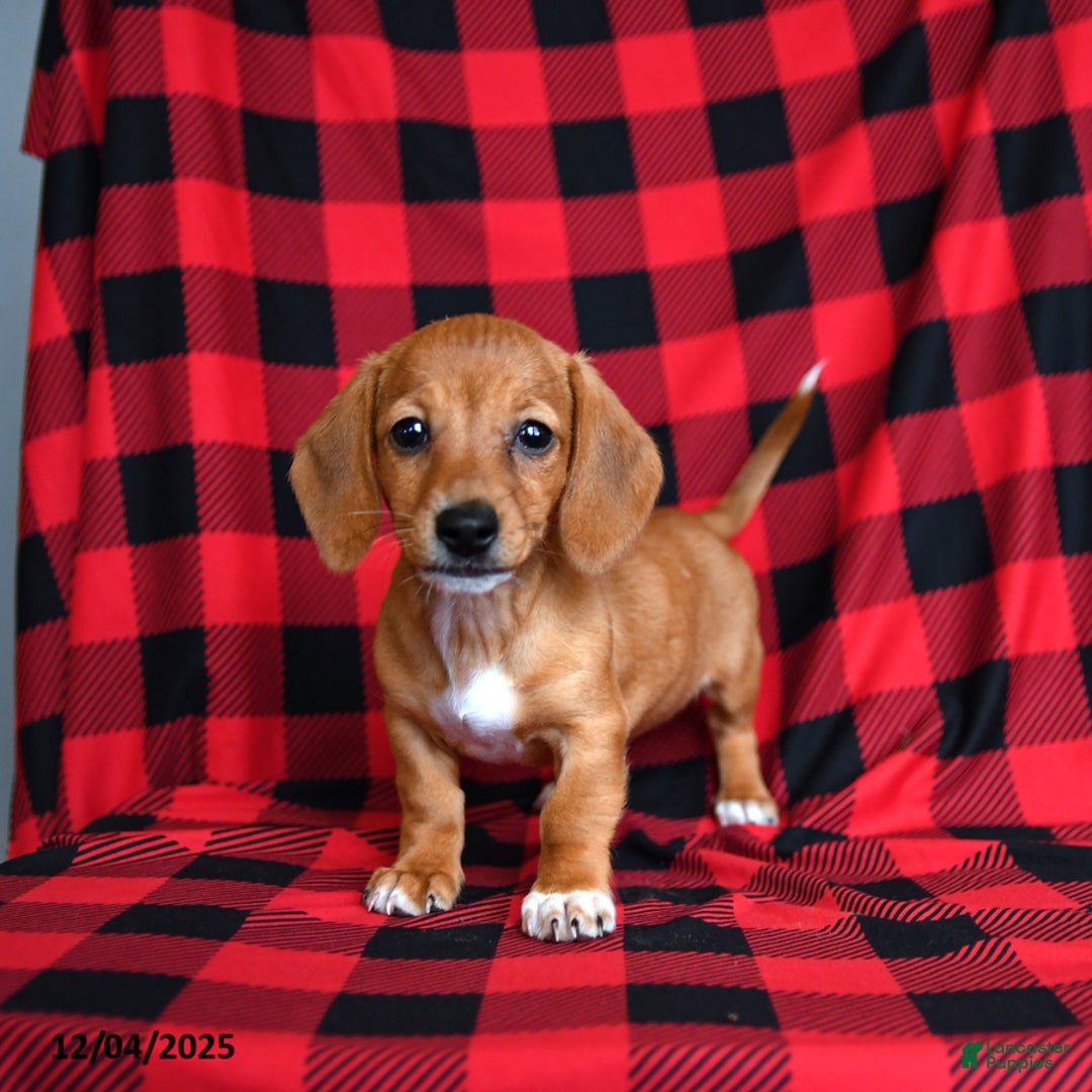 Miniature Dachshund dogs for sale: Zoe - Ad 1