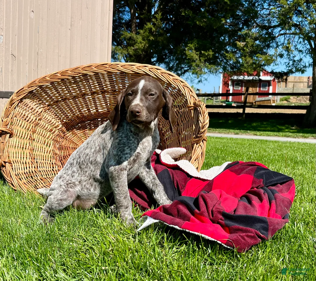German Shorthaired Pointer dogs for sale: Sprite❤️🐾Akc registered🐾CAll 717-621-8986 - Ad 2