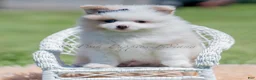 Pomeranian dogs for sale: Fizzle - Ad 2
