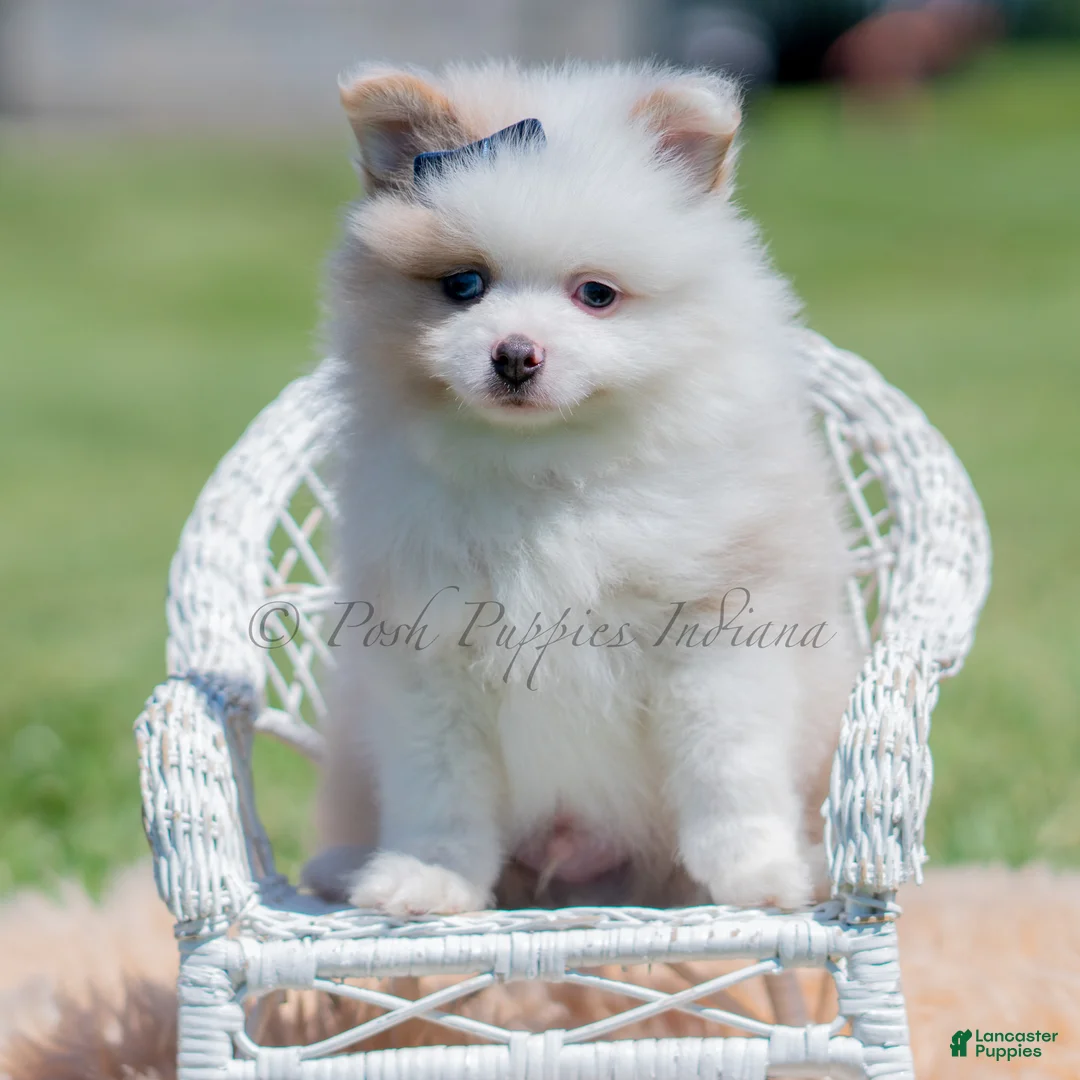 Pomeranian dogs for sale: Fizzle - Ad 2