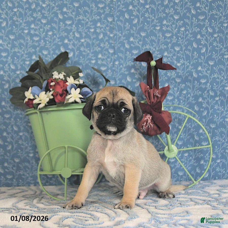 Pug dogs Lafredo - Ad 16