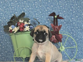 Pug dogs Lafredo - Ad 26
