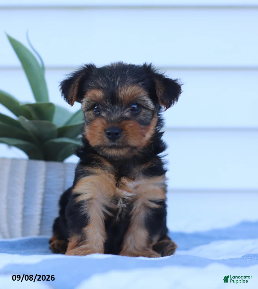 Yorkshire Terrier dogs for sale: Snickers - Ad 2