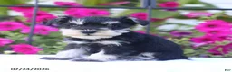 Miniature Schnauzer dogs for sale: Carter - Ad 4