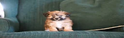 Morkie dogs for sale: Milo - Ad 7