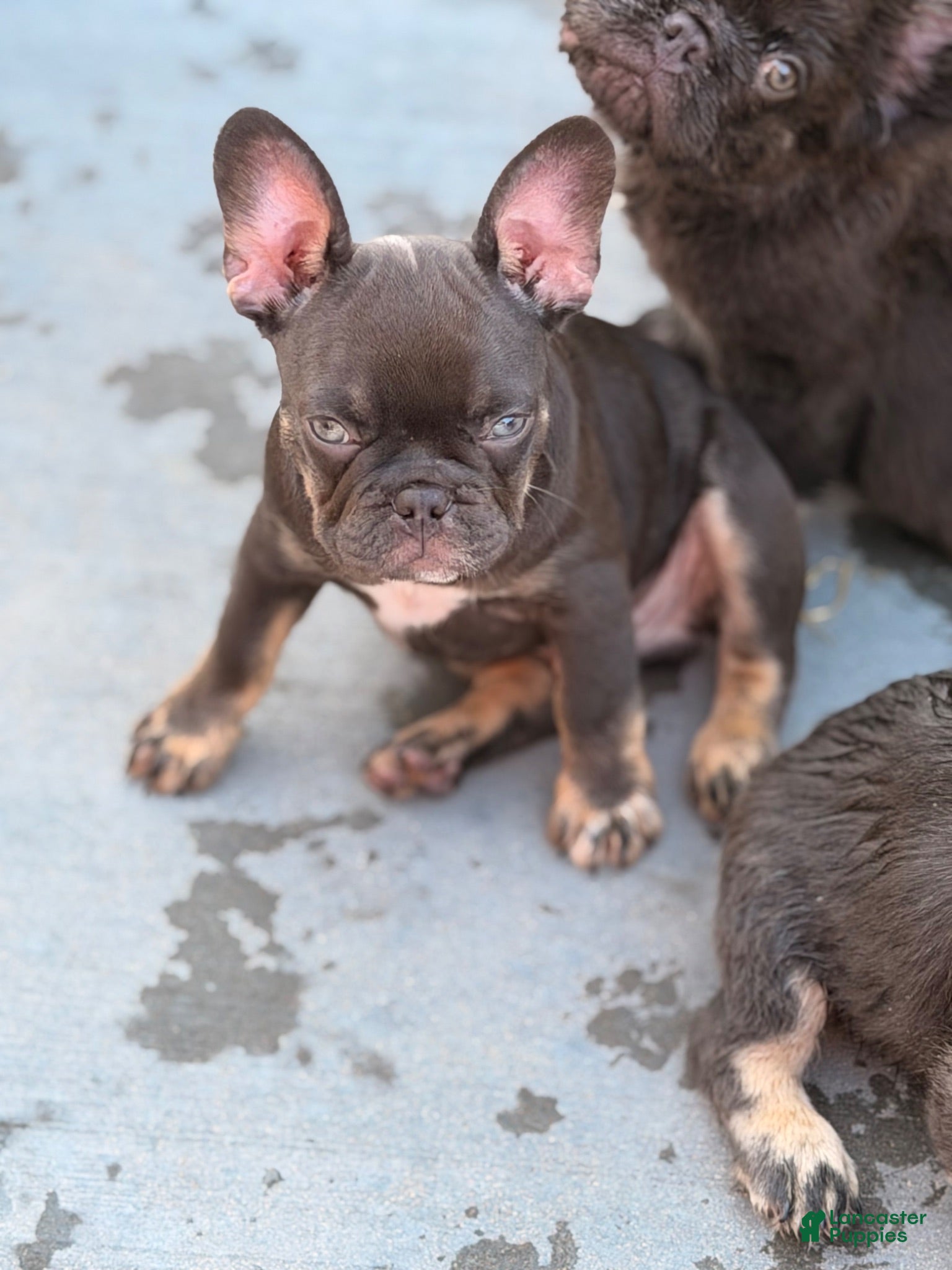 French Bulldog dogs Nuget - Ad 1
