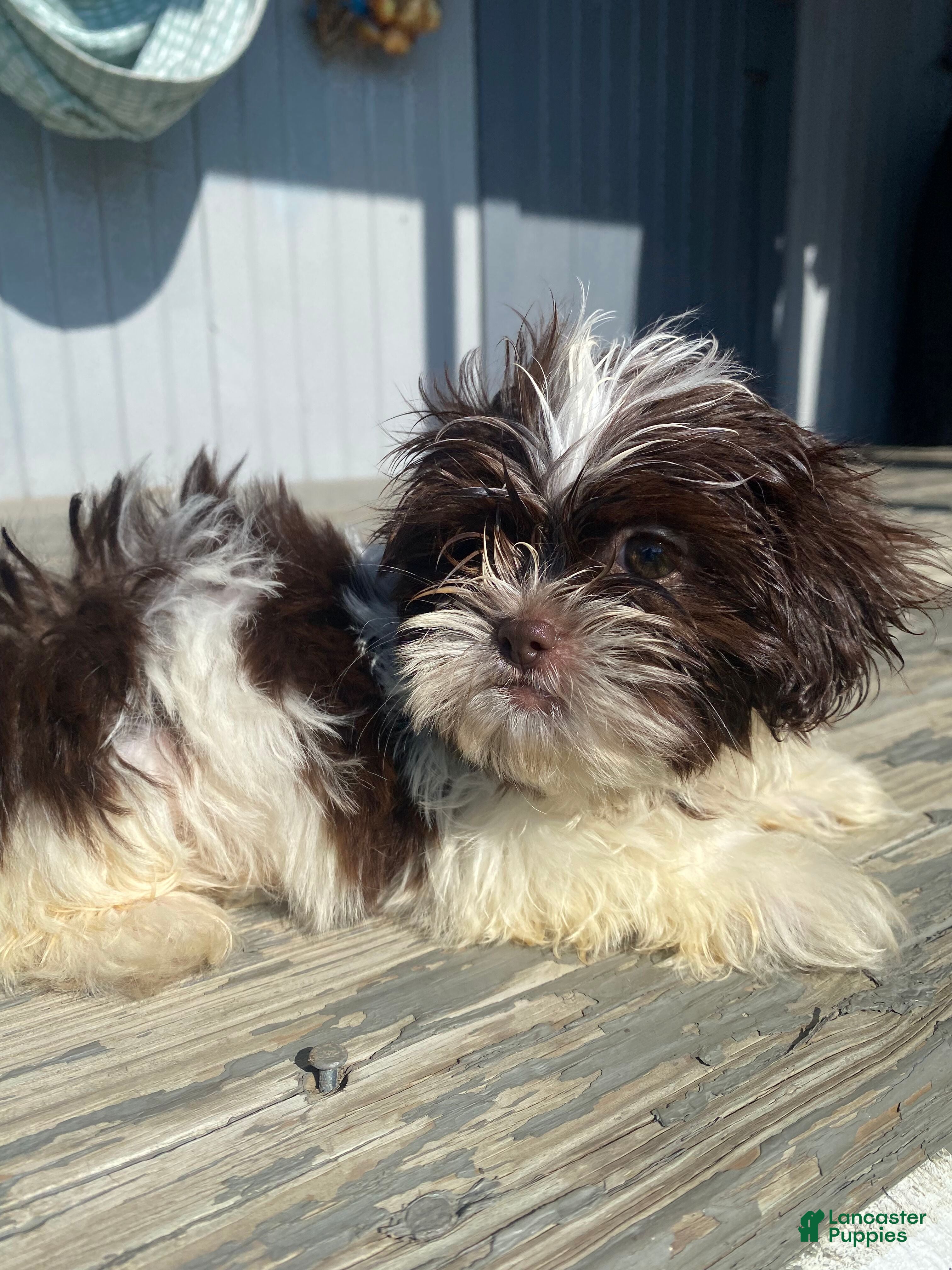 Shih Tzu dogs Tiffany - Ad 2