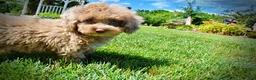 Havapoo dogs for sale: Gorgeous - Ad 17