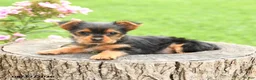 Yorkshire Terrier dogs for sale: Angel - Ad 4