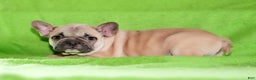 French Bulldog dogs for sale: Candice - Ad 6