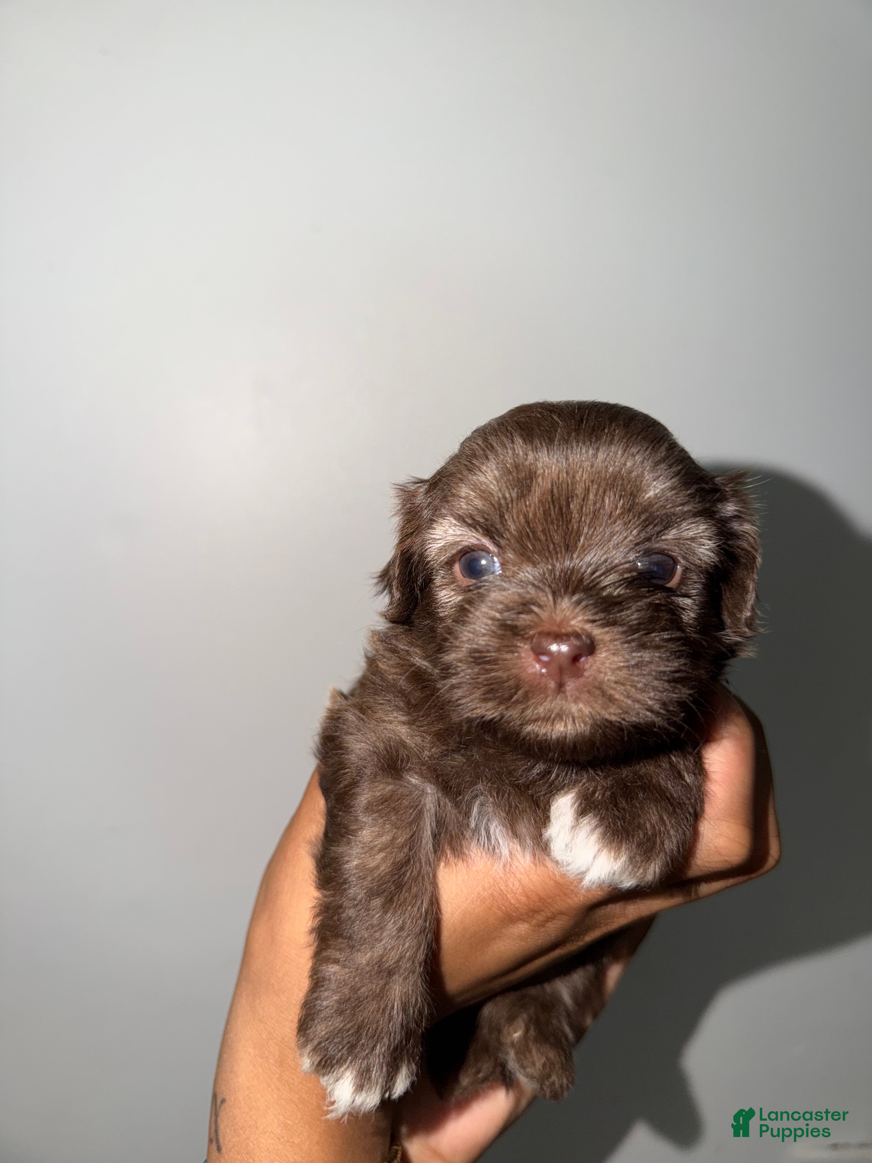 Mixed Breed dogs Mixed Breed 5 - Ad 22