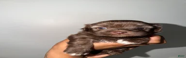 Mixed Breed 5
