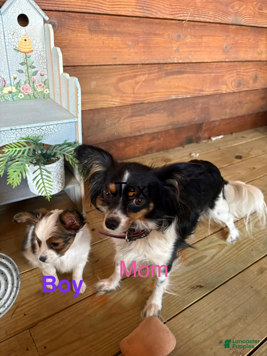 Papillon dogs for sale: Papillon Puppy 2 - Ad 2