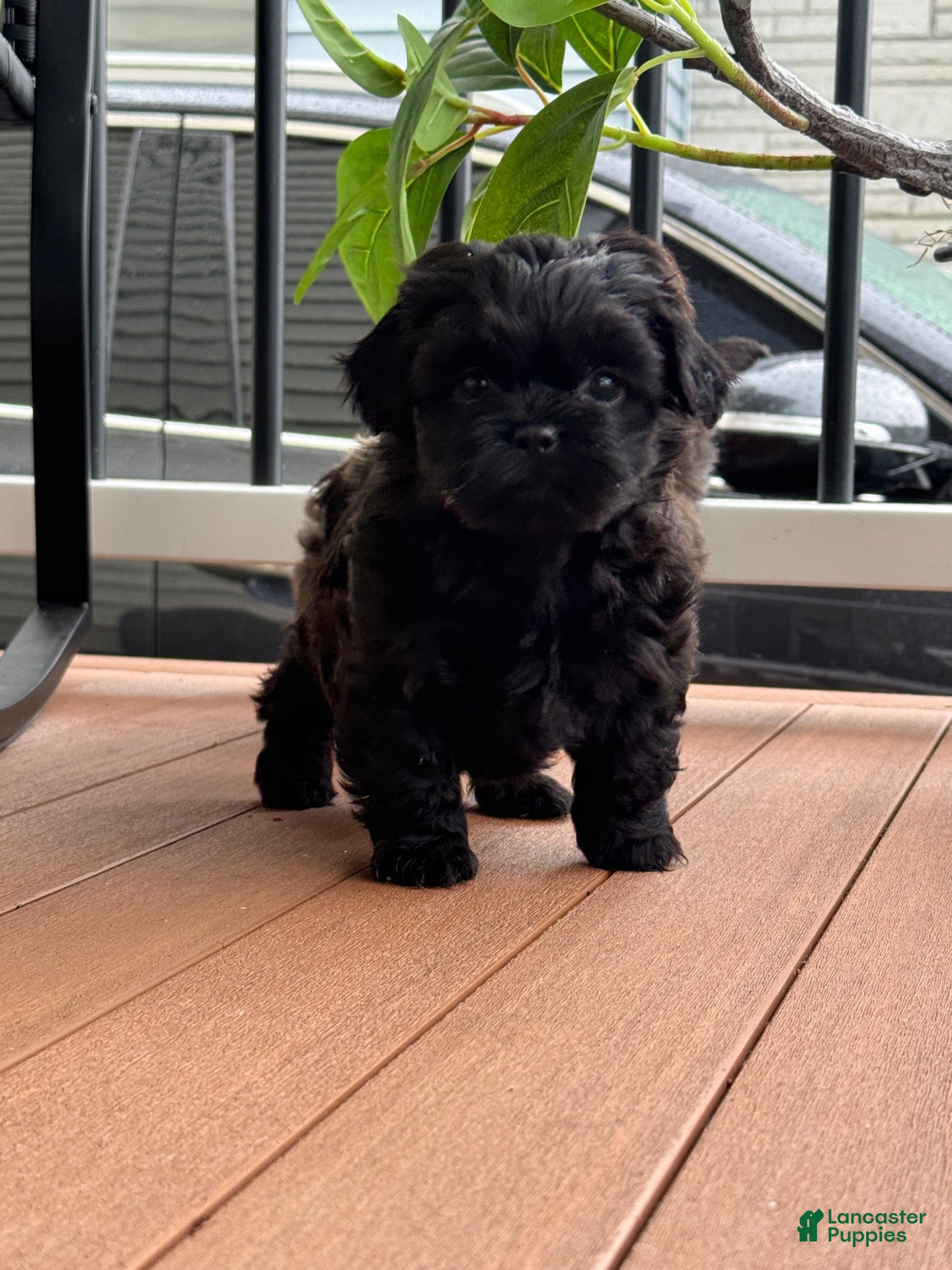 Shih Tzu dogs Shih Tzu 2 - Ad 1