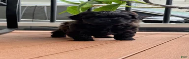 Shih Tzu 2