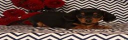 Miniature Dachshund dogs for sale: Annie - Ad 7