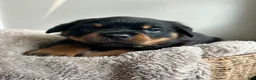 Rottweiler dogs for sale: Cedar - Ad 3