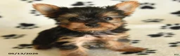Yorkshire Terrier dogs for sale: Lulu - Ad 3