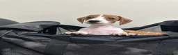 Miniature Dachshund dogs for sale: Coconut 🥥 - Ad 6