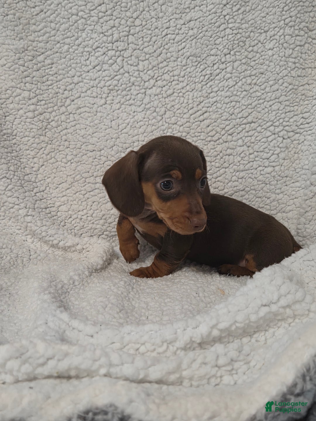 Miniature Dachshund dogs for sale: Miniature Dachshund Puppy 4 - Ad 5