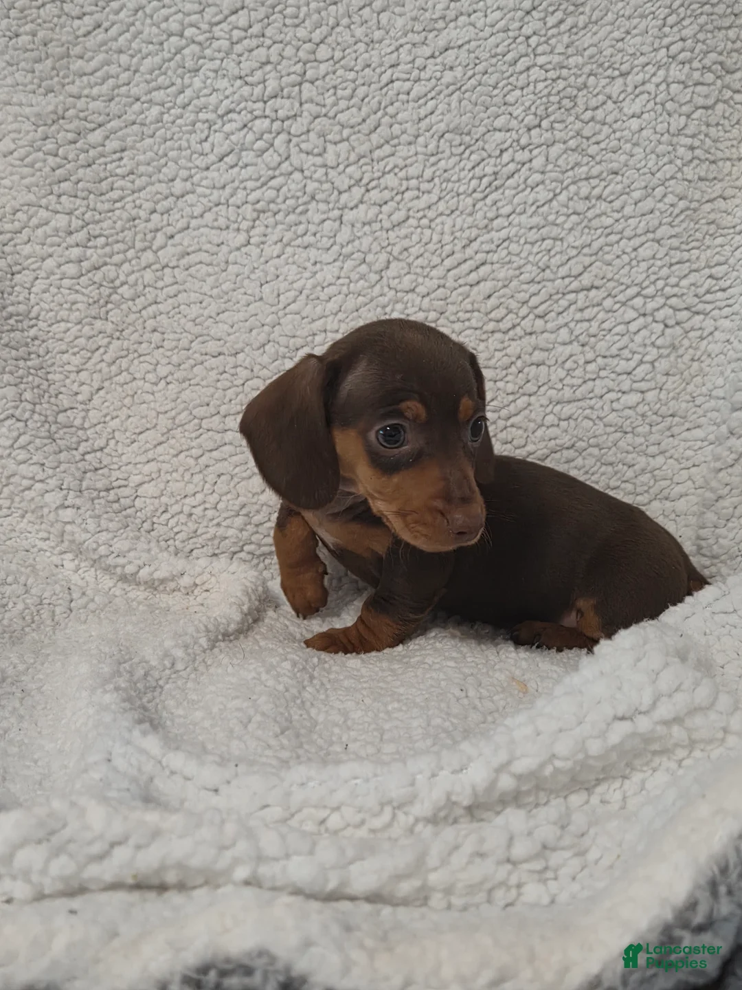 Miniature Dachshund dogs for sale: Miniature Dachshund Puppy 4 - Ad 5