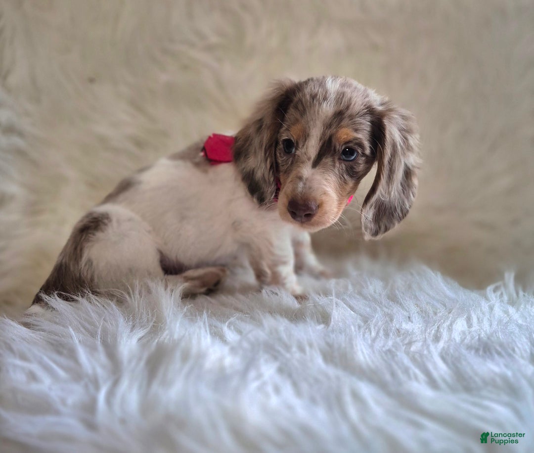 Miniature Dachshund dogs for sale: Benson - Ad 5