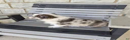 Welsh Corgi Pembroke dogs for sale: Pepper - Ad 3