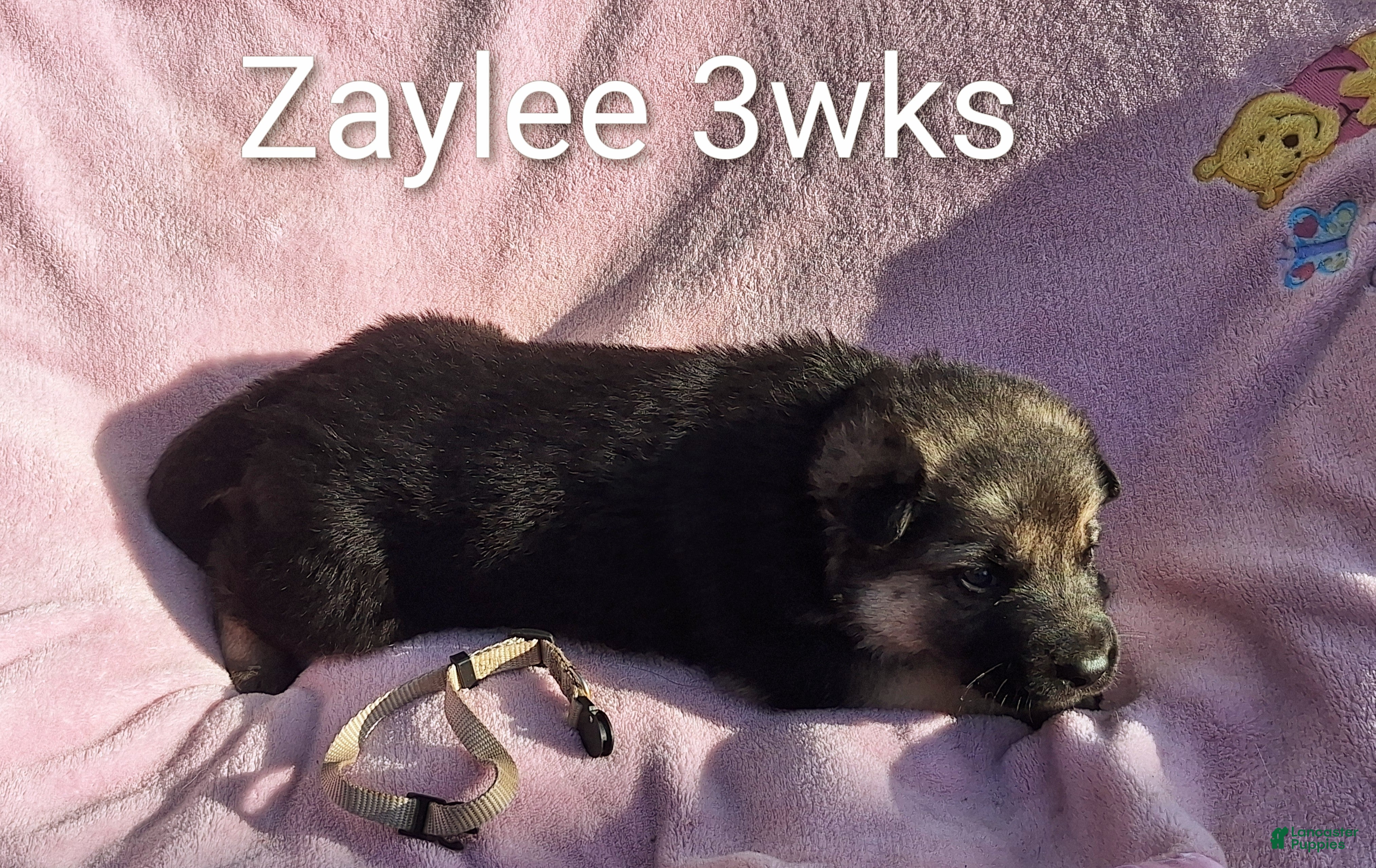 German Shepherd dogs Zaylee  - Ad 2