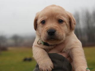 Labrador Retriever dogs Darla - Ad 3