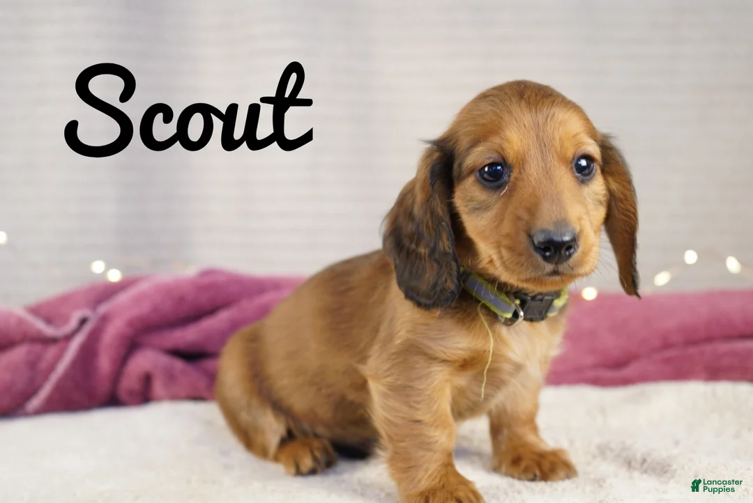 Miniature Dachshund dogs for sale: Scout - Ad 8