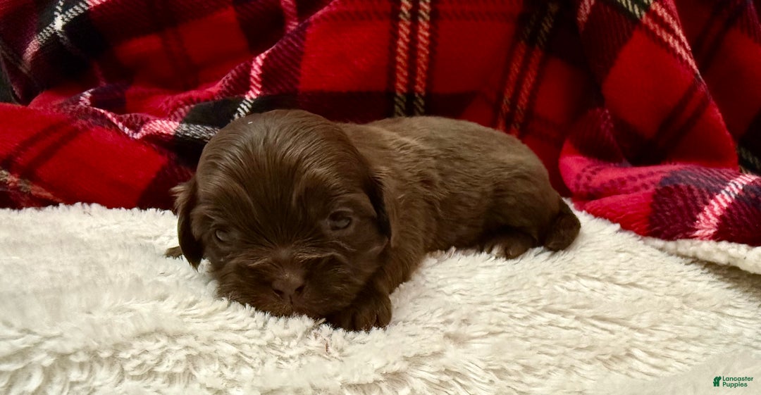 Shihpoo dogs for sale: Mila - Ad 6