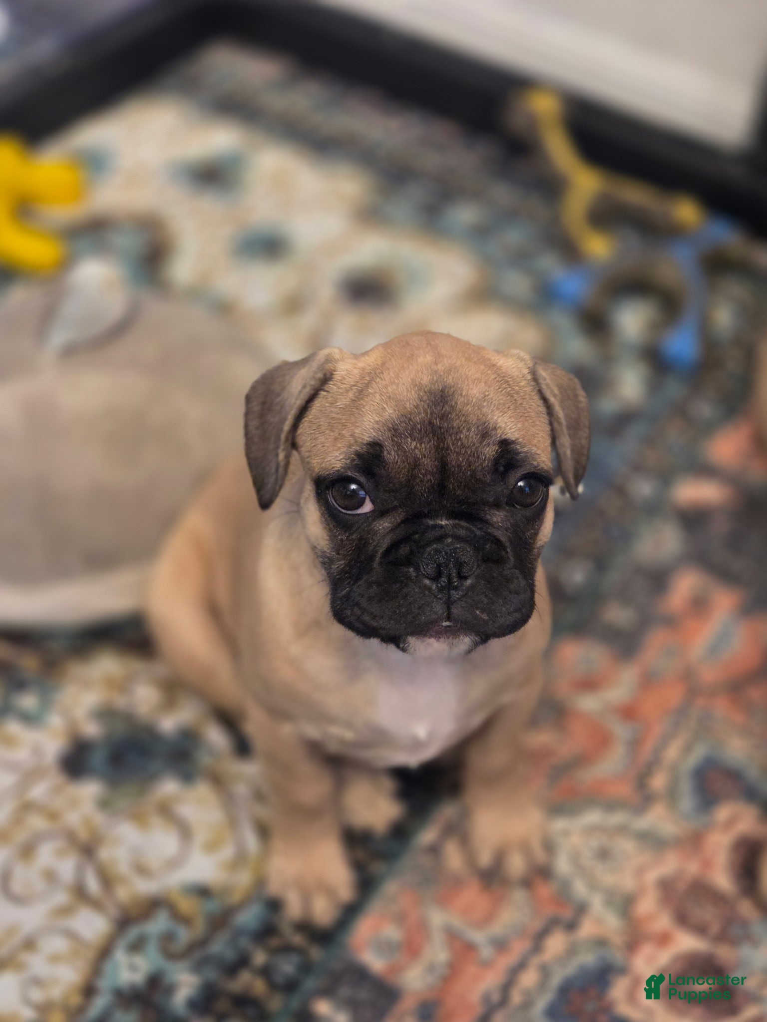 French Bulldog dogs Remy - Ad 2