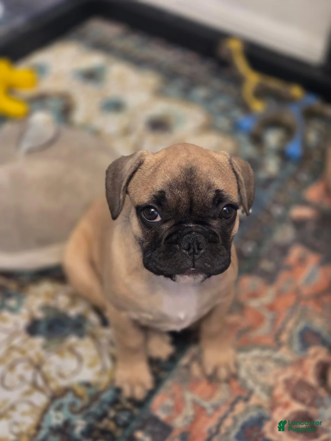French Bulldog dogs for sale: Remy - Ad 2