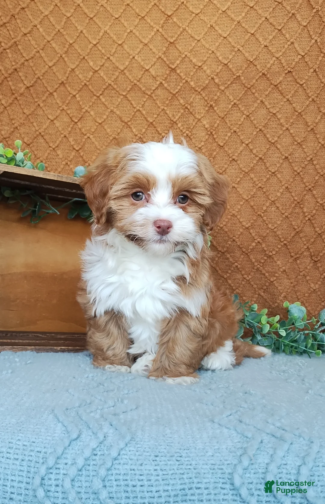 Havanese dogs for sale: Holly - Ad 2