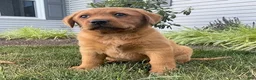 Labrador Retriever dogs for sale: Sandy  - Ad 1