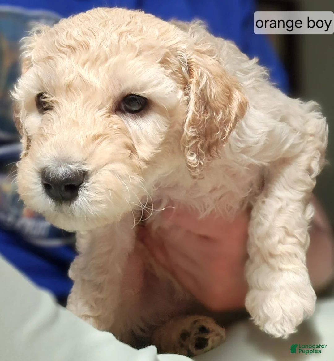 Goldendoodle dogs for sale: Goldendoodle Puppy orange boy - Ad 1