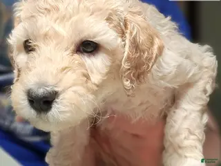 Goldendoodle dogs Goldendoodle Puppy orange boy - Ad 11