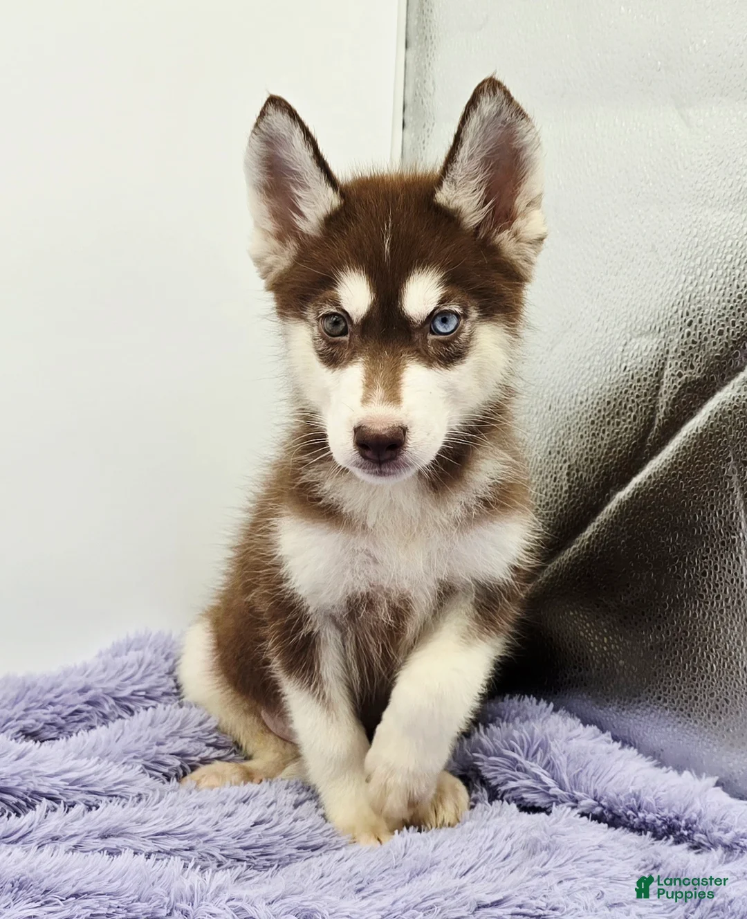 Siberian Husky dogs for sale: Rusty - Ad 3