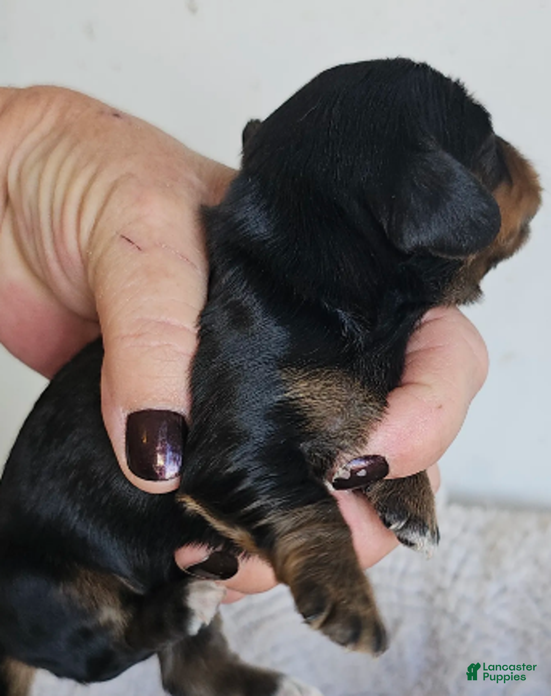 Miniature Dachshund dogs for sale: Lil-Lite Long haired - Ad 4