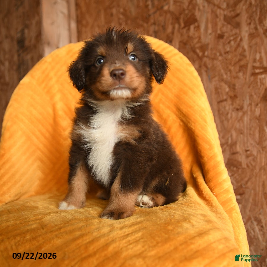 Mixed Breed dogs Ollie - Ad 1