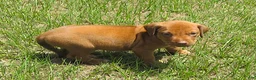 Rhodesian Ridgeback dogs for sale: Rhodesian Ridgeback 1 - Ad 4