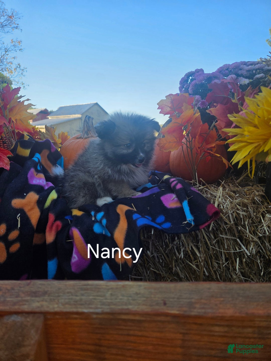 Pomeranian dogs for sale: Nancy - Ad 7