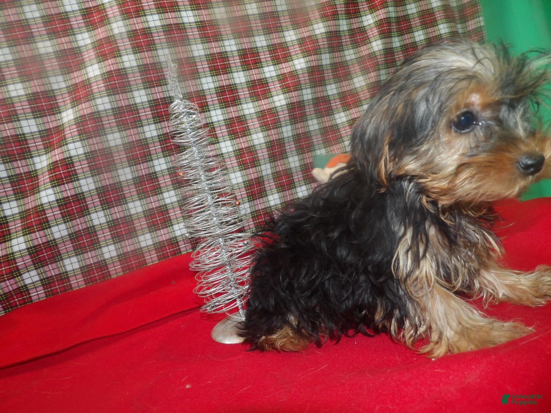 Yorkshire Terrier dogs for sale: Stacy - Ad 3