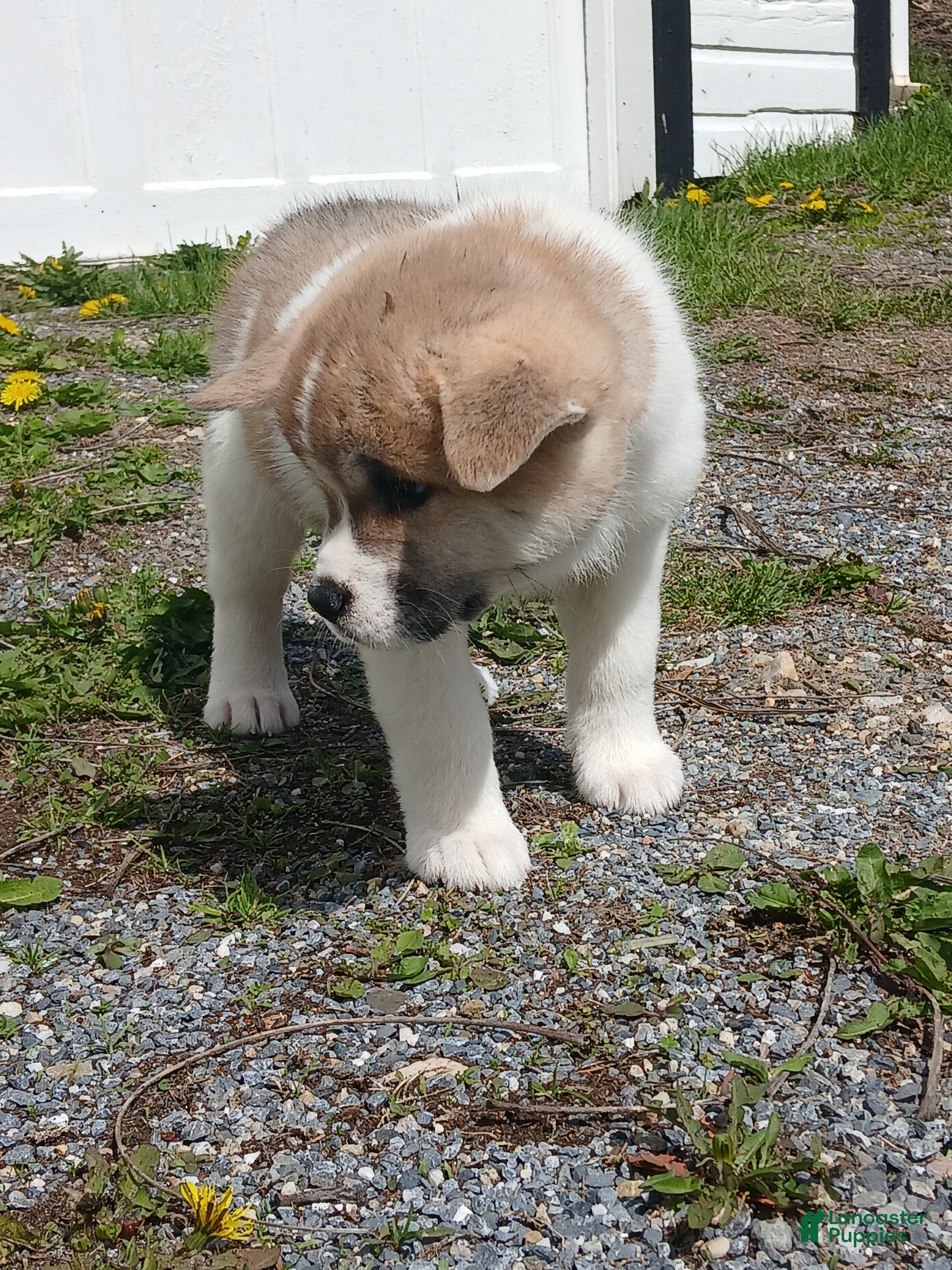 Akita dogs Willow - Ad 2