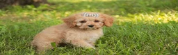 Mixed Breed dogs for sale: Buttons Munchkin Bernedoodle - Ad 4
