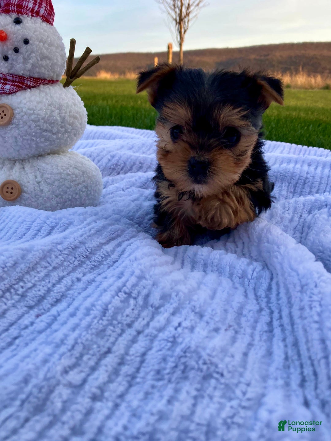 Yorkshire Terrier dogs for sale: Belle - Ad 1