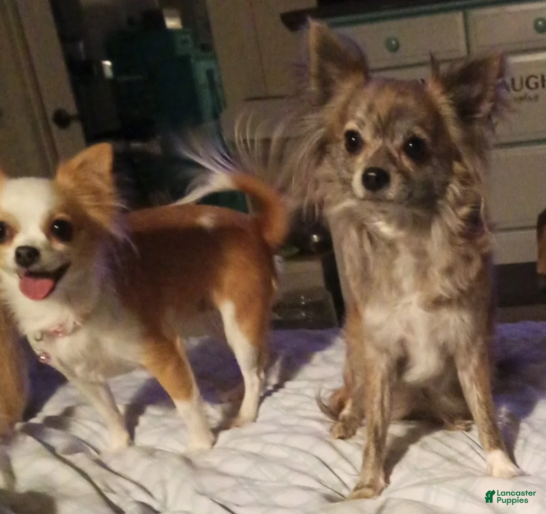 Gallery Image {{count}}