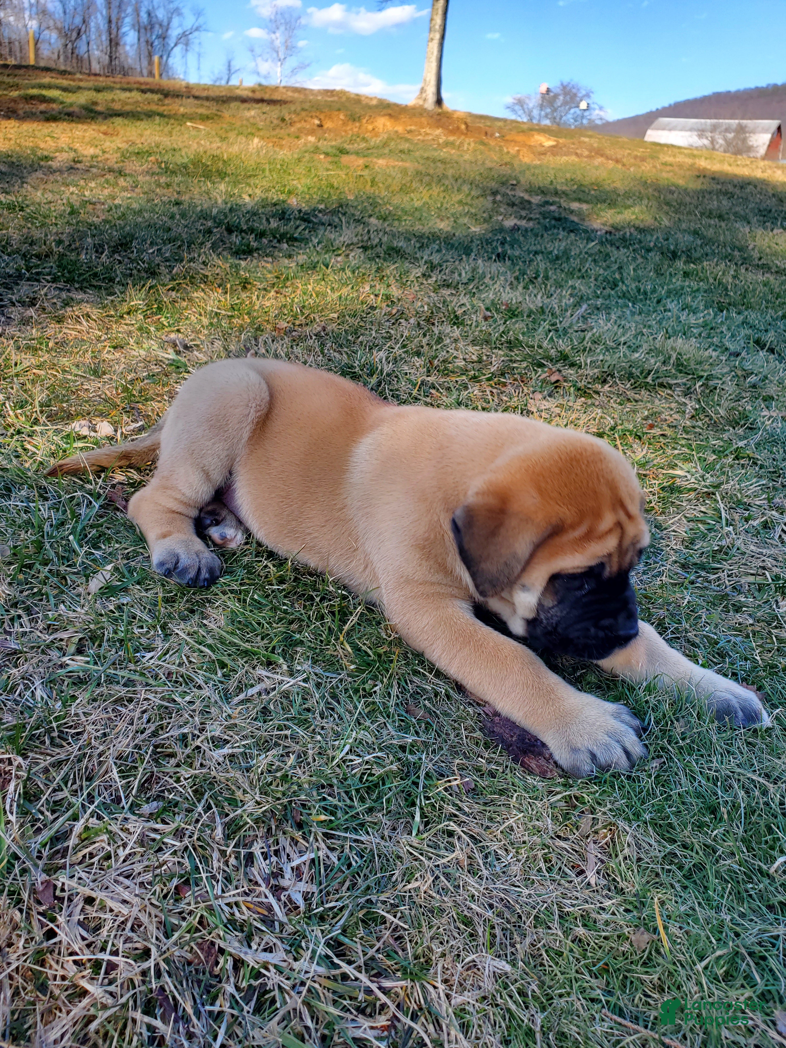 English Mastiff dogs Ryleigh - Ad 1