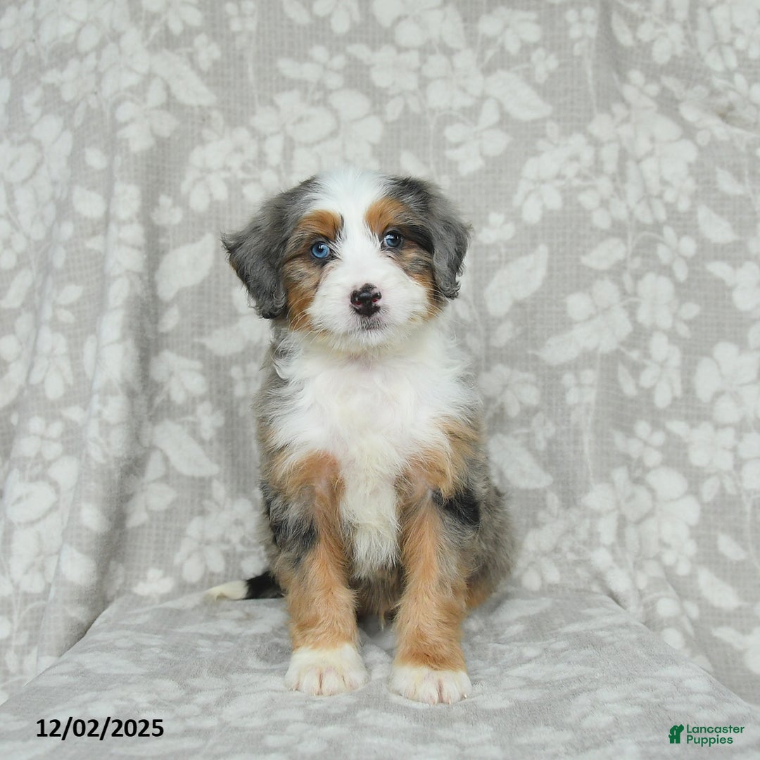 Mini Bernedoodle dogs for sale: Tango - Ad 2
