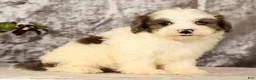 Havapoo dogs for sale: Scooby - Ad 7